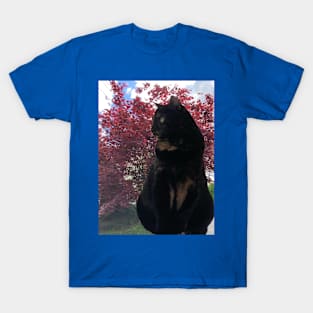 Pretty Kitty in the Window T-Shirt